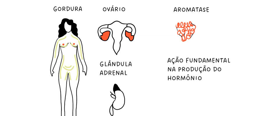 Ilustração sobre processo de produção de estrogênio