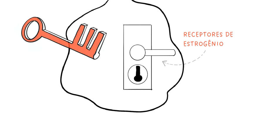 Ilustração explicando receptores de estrogênio