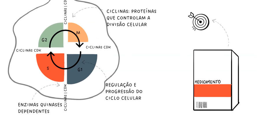 Ilustração da terapia alvo com inibidor de ciclina