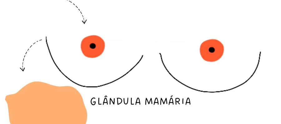 Ilustração da glândula mamária