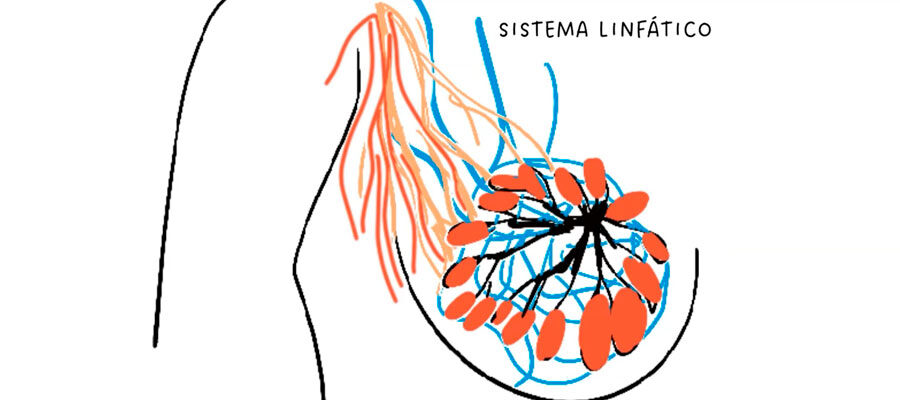 Ilustração do sistema linfático